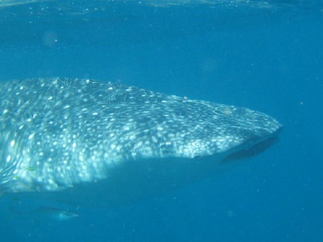 more whale sharks